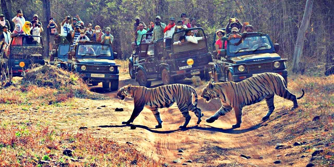 Jungle Safari Around Nagpur